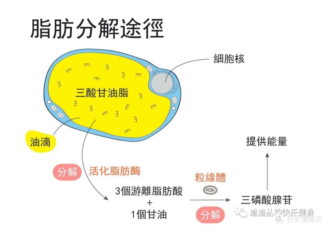 “空腹有氧”是更好？还是更坏？还是先看看适不适合你吧！