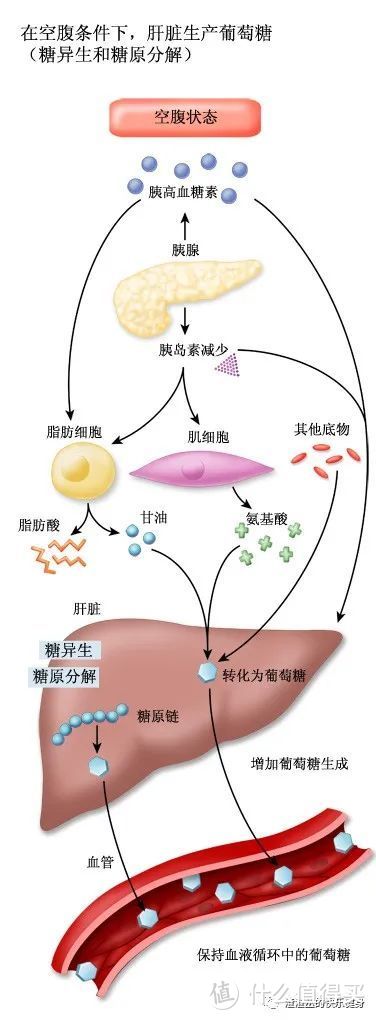 “空腹有氧”是更好？还是更坏？还是先看看适不适合你吧！