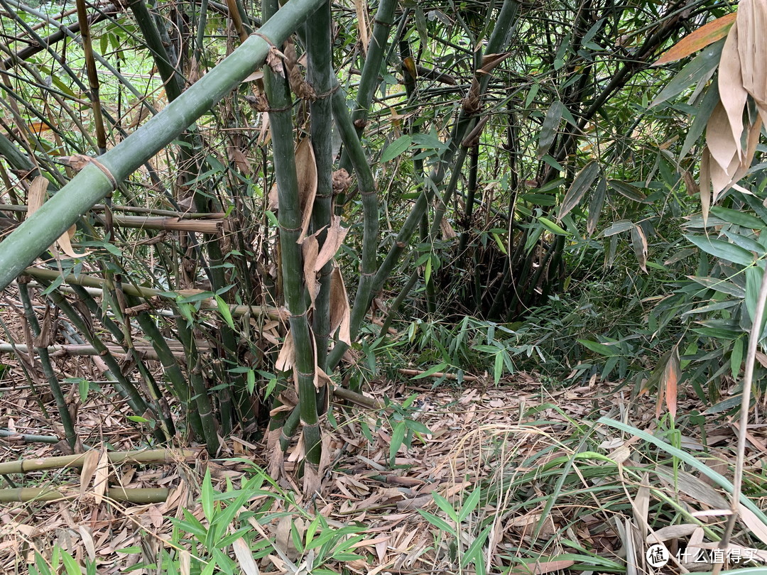 小时候，这种竹子，种植的目的就是挖笋卖钱；现在少种了，一来难挖废力，二来地越来越少，只有零星种植。现在的主要作用是攀爬作物的竹杆。