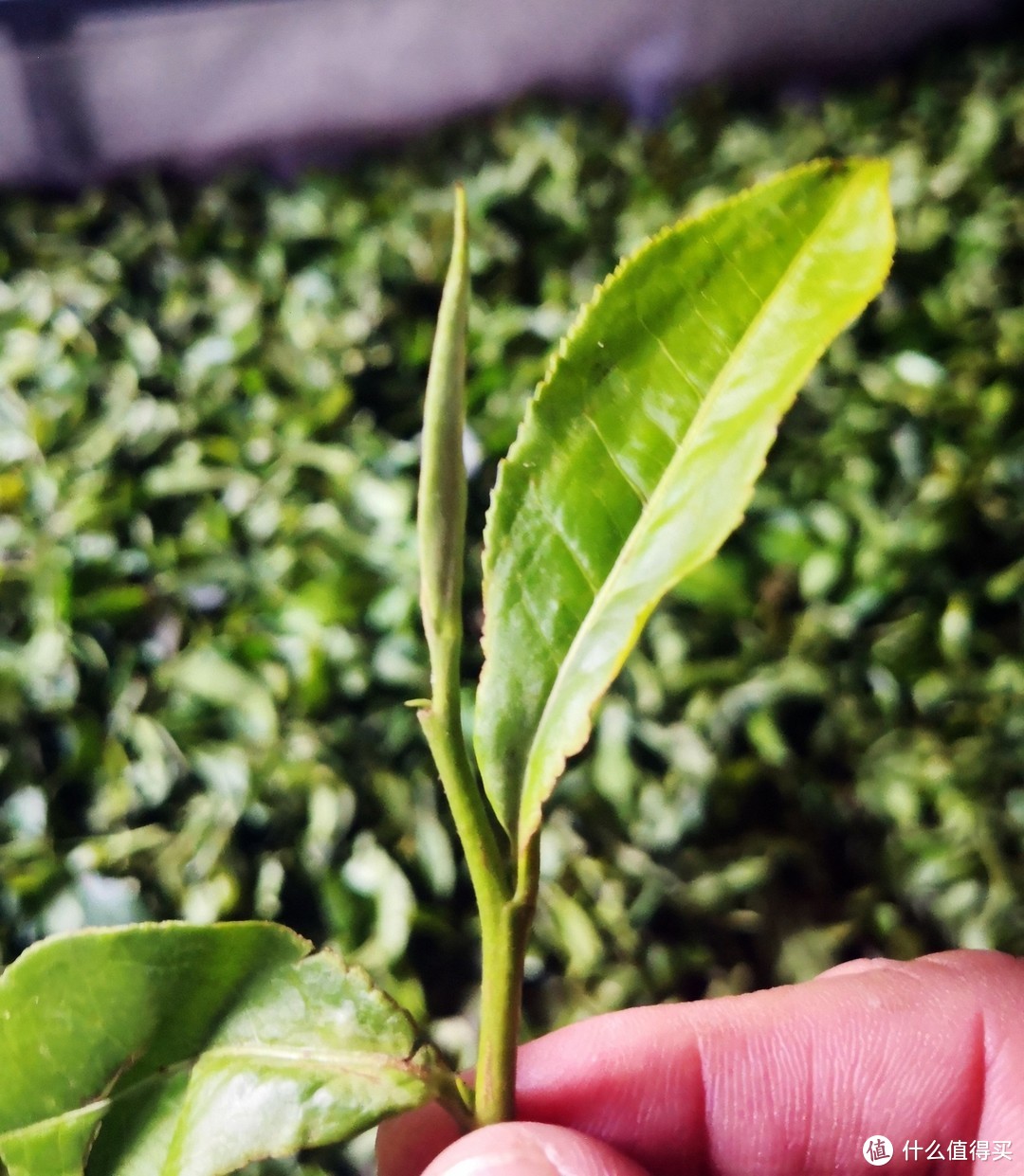 （布朗山大叶种茶叶）