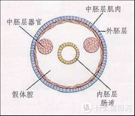 图片来自网络