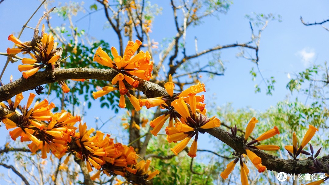 不知道什么花的花