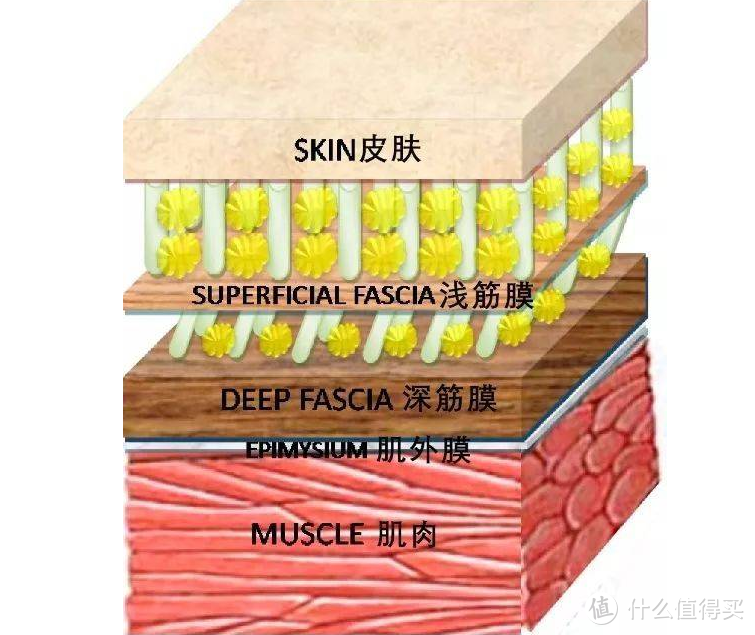 认准专业、选择专业│菠萝君MINI筋膜枪，放进口袋的小力士！