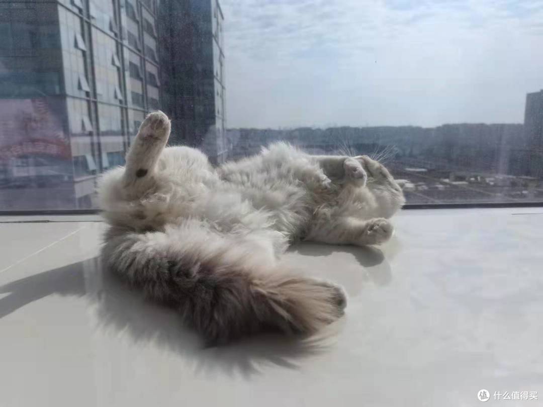 新手养猫攻略丨春夏换季猫咪不爱喝水怎么办 这几招让猫咪多喝水 宠物零食 什么值得买