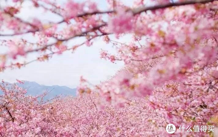 今年未赴的赏樱之旅，来年必当补上