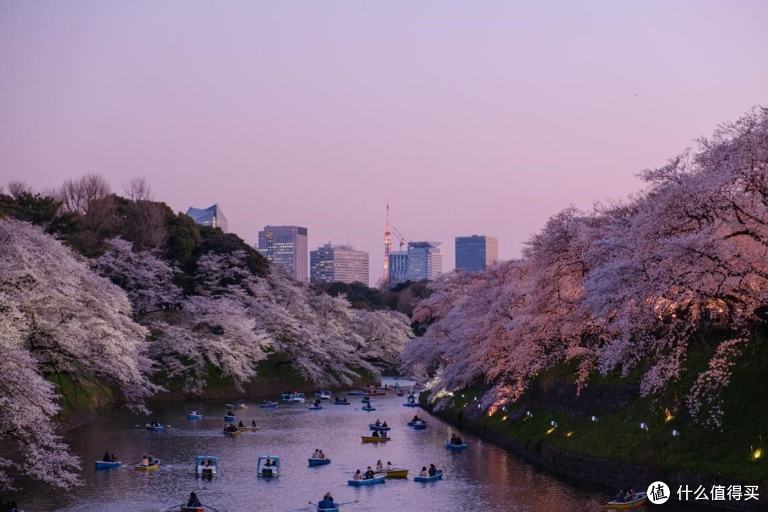 今年未赴的赏樱之旅，来年必当补上