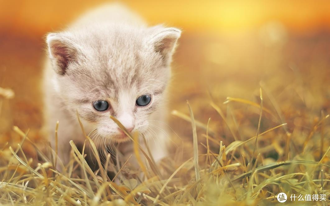 羊奶粉有什么优点？猫咪可以长期喝吗？