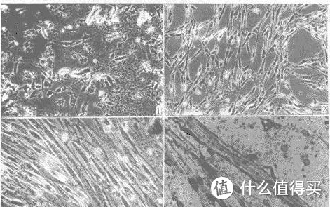 肌肉记忆的科学：为什么你不需要太担心短期的停练？