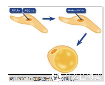 新美白亮肤原料寡肽-51 / Oligopeptide-51CG-Purilux