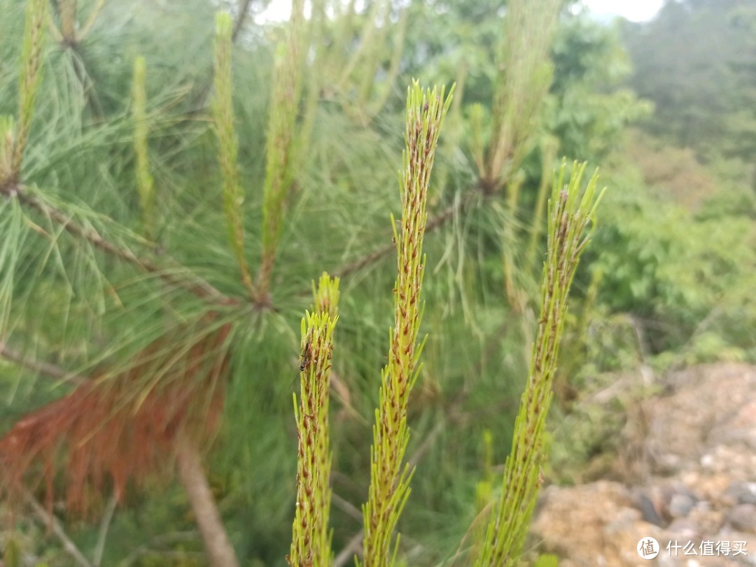 山上的花花草草