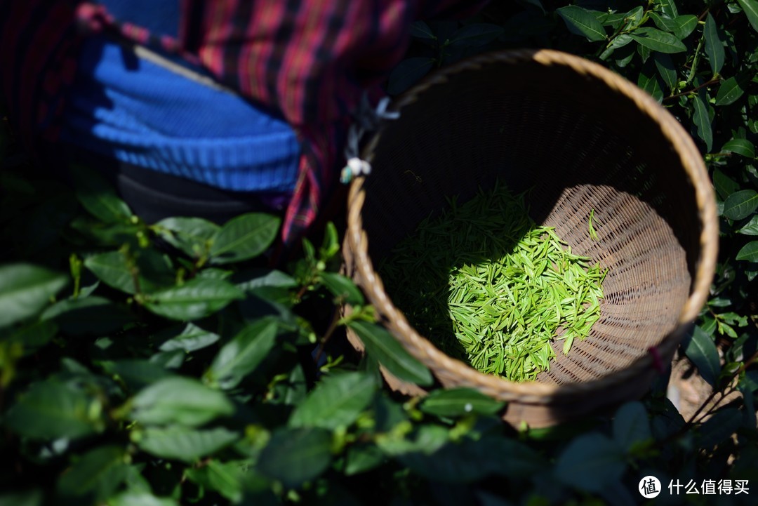 风物地理：中国春日绿茶地理