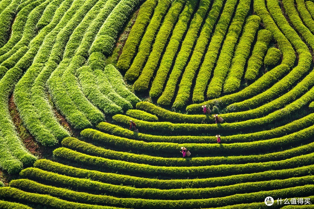 风物地理：中国春日绿茶地理