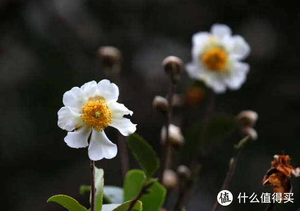 按头安利来自大别山的特产——山茶油