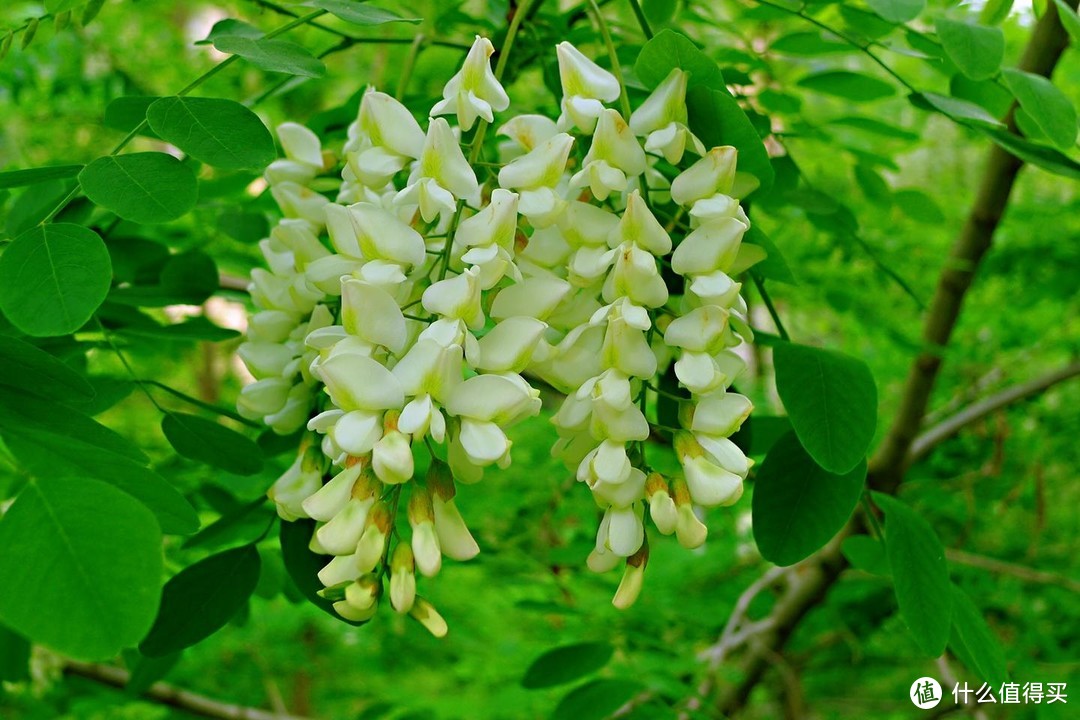 宁可不吃肉也得吃这花，4种做法，清火又养颜，错过又得等一年