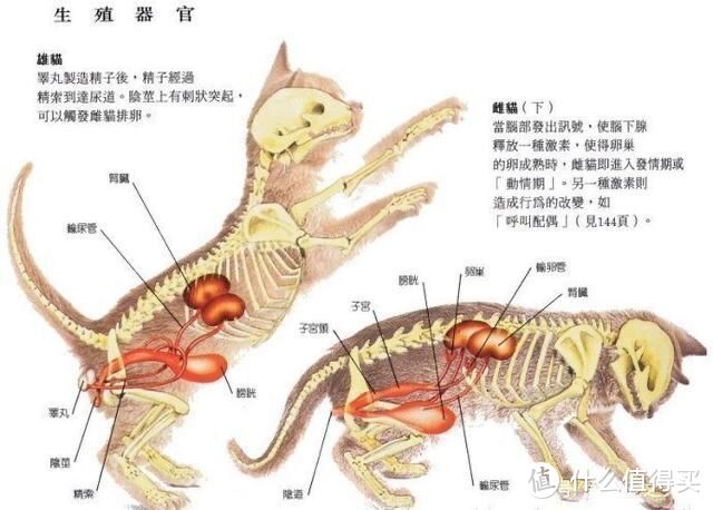 我家猫为什么会尿道堵塞?