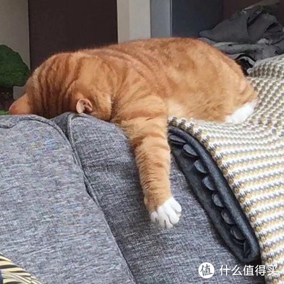 我家猫为什么会尿道堵塞？