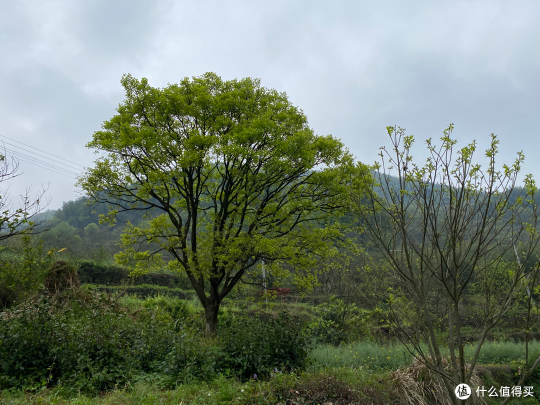 浙江覆卮山景区一日游：看石浪，赏梯田