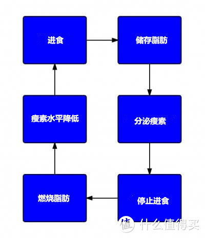 想减肥，你得搞清楚这个激素在体内的作用