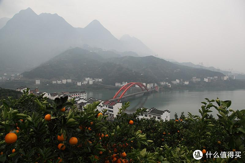 5月应季鲜橙—伦晚/秭归脐橙