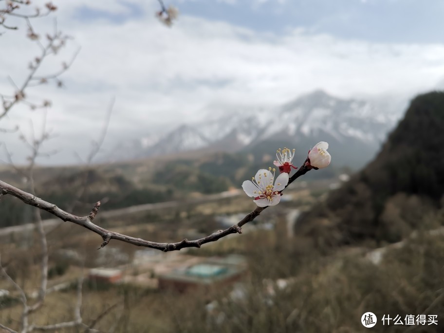 山寺桃花始盛开