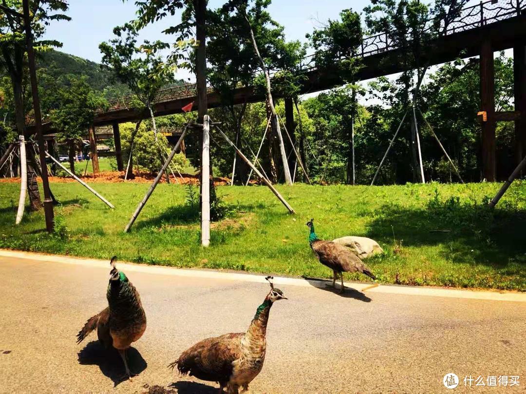 湖州周边遛娃推荐--山野，农庄，动物园