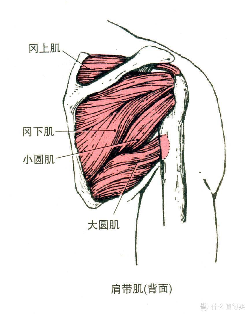 肩胛骨周围肌肉图片