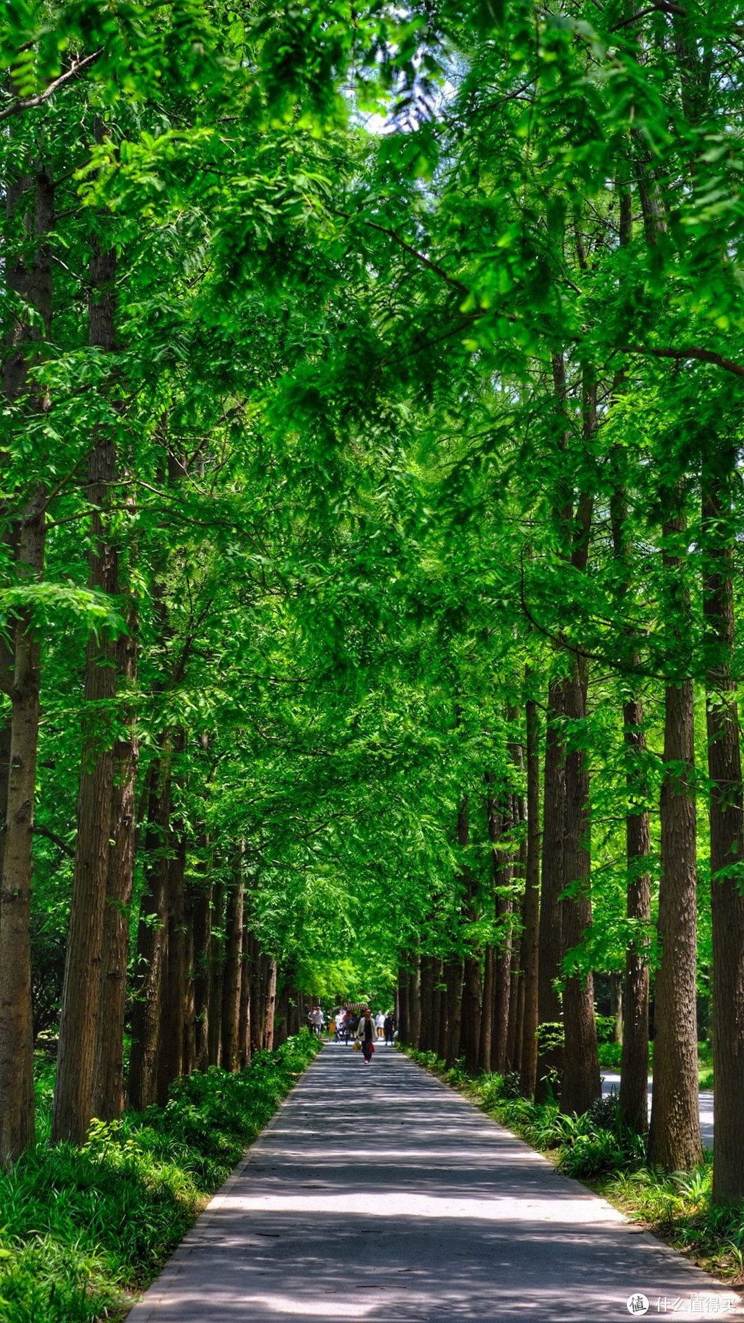 茂密林荫