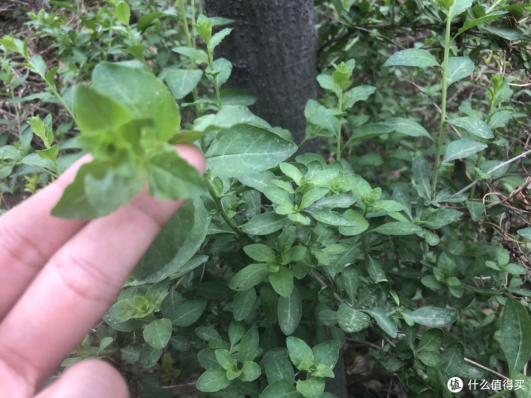 想吃野菜不用出小区，这7类植物遍地都是，摘点就可以尝鲜