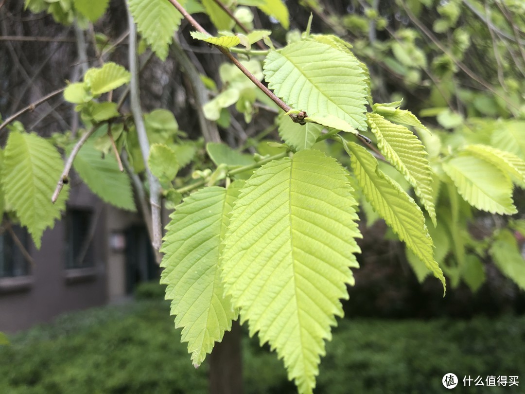 想吃野菜不用出小区，这7类植物遍地都是，摘点就可以尝鲜