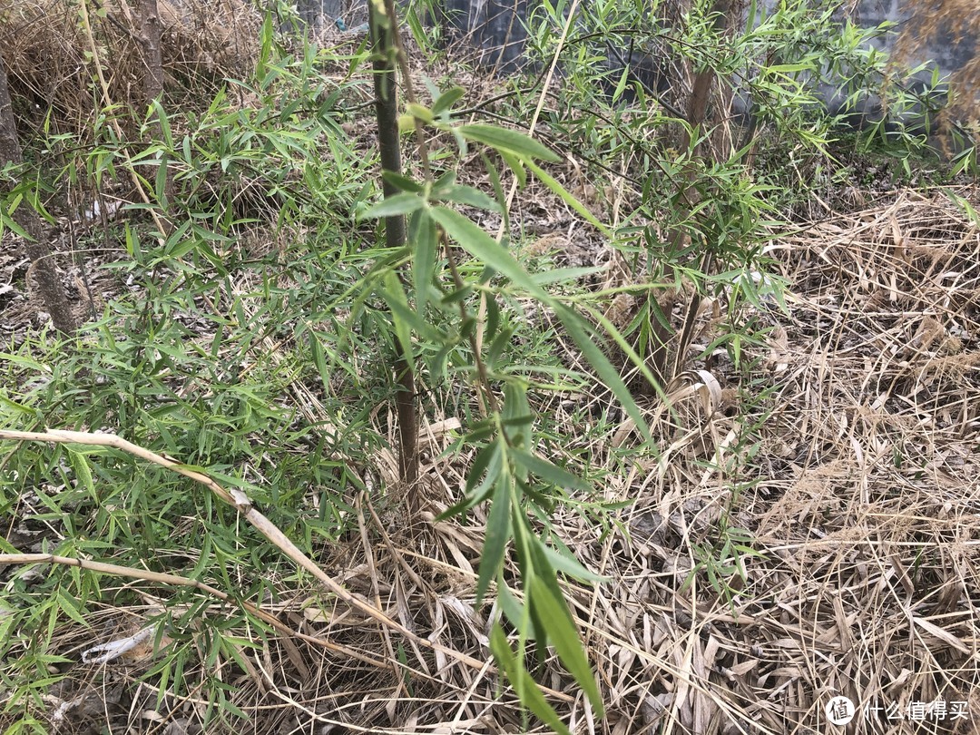 想吃野菜不用出小区，这7类植物遍地都是，摘点就可以尝鲜