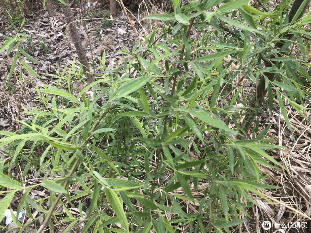 想吃野菜不用出小区，这7类植物遍地都是，摘点就可以尝鲜