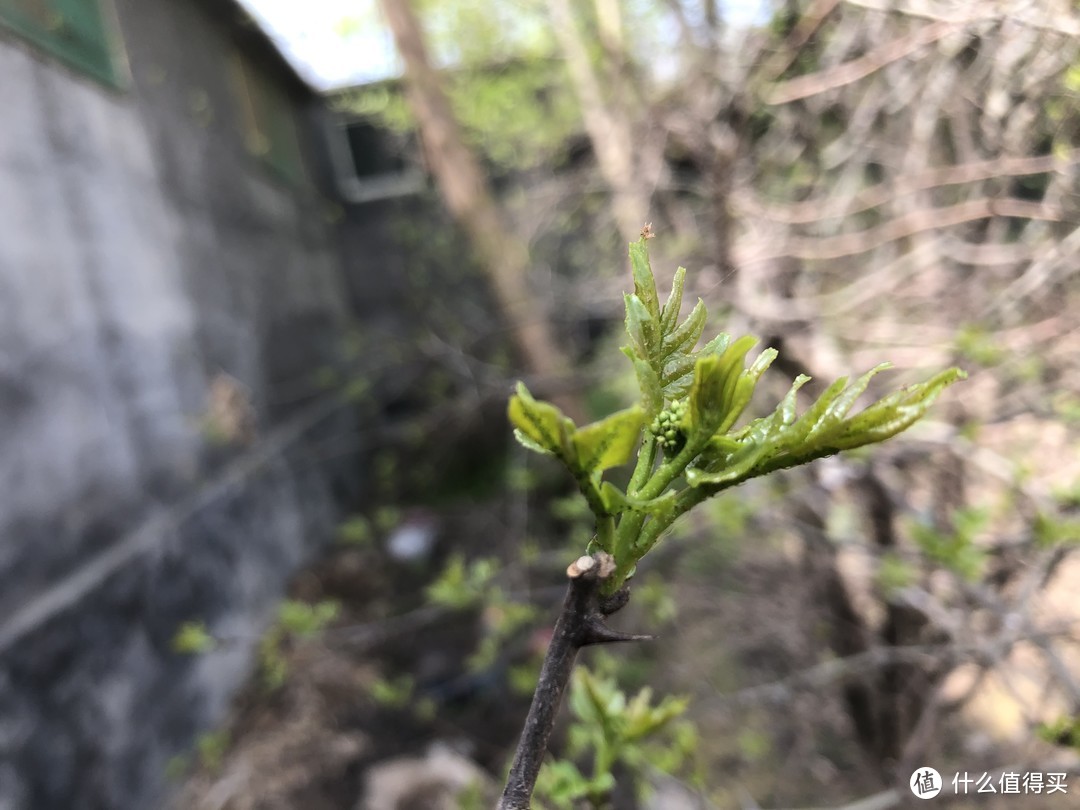 想吃野菜不用出小区，这7类植物遍地都是，摘点就可以尝鲜