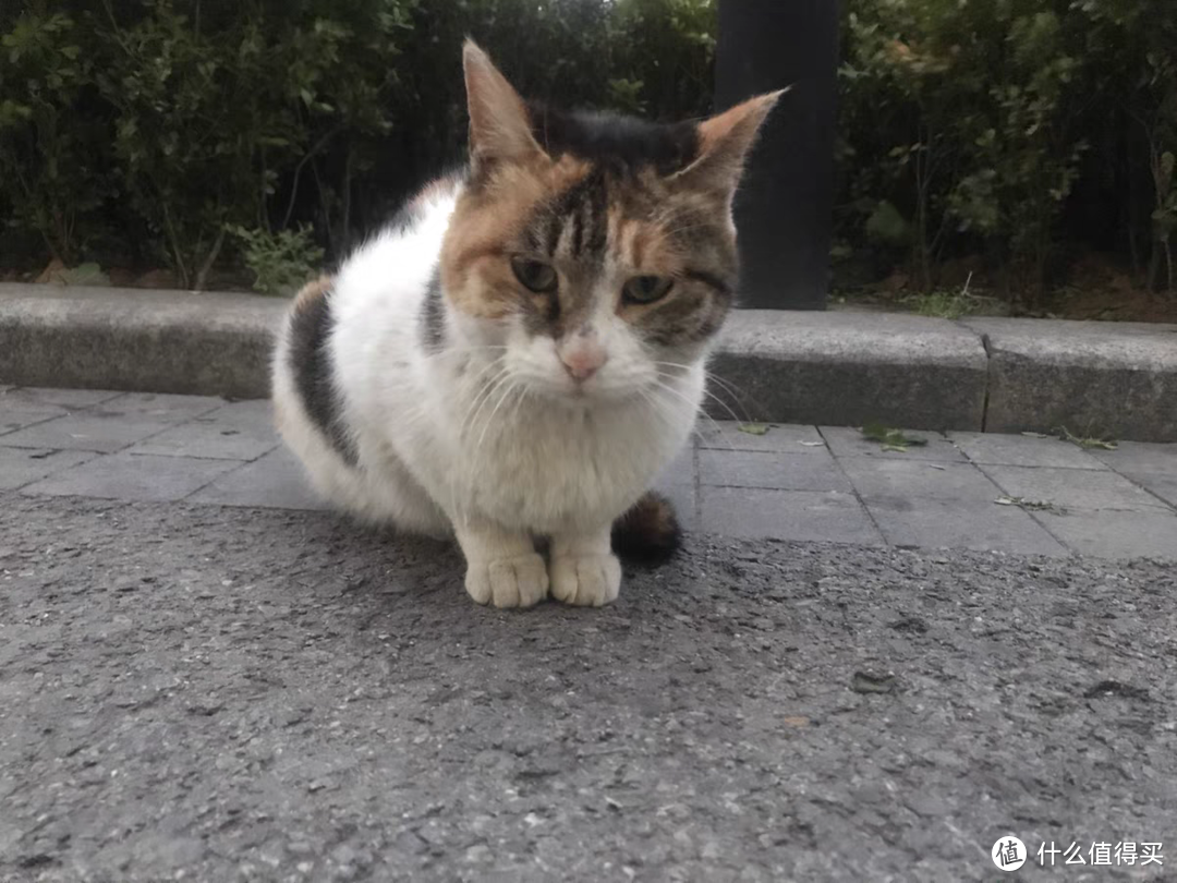 喂流浪猫吃什么？流浪猫怎么养