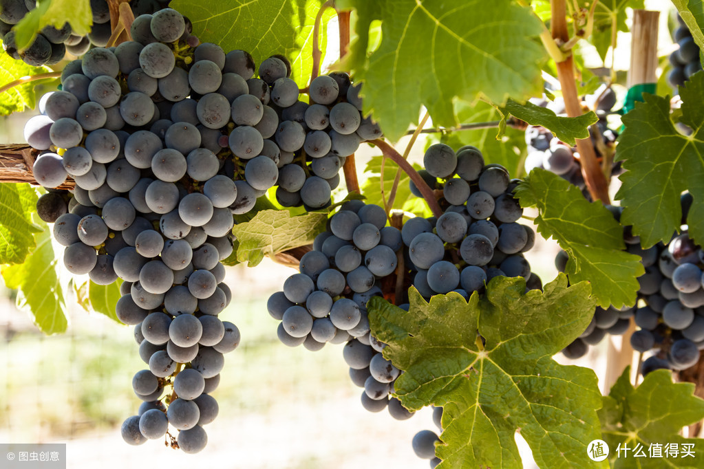 从零开始学红酒「第八课：葡萄农的一年与葡萄生长周期」