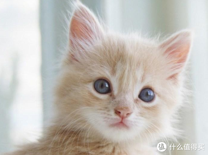 猫咪如何补充猫维生素？
