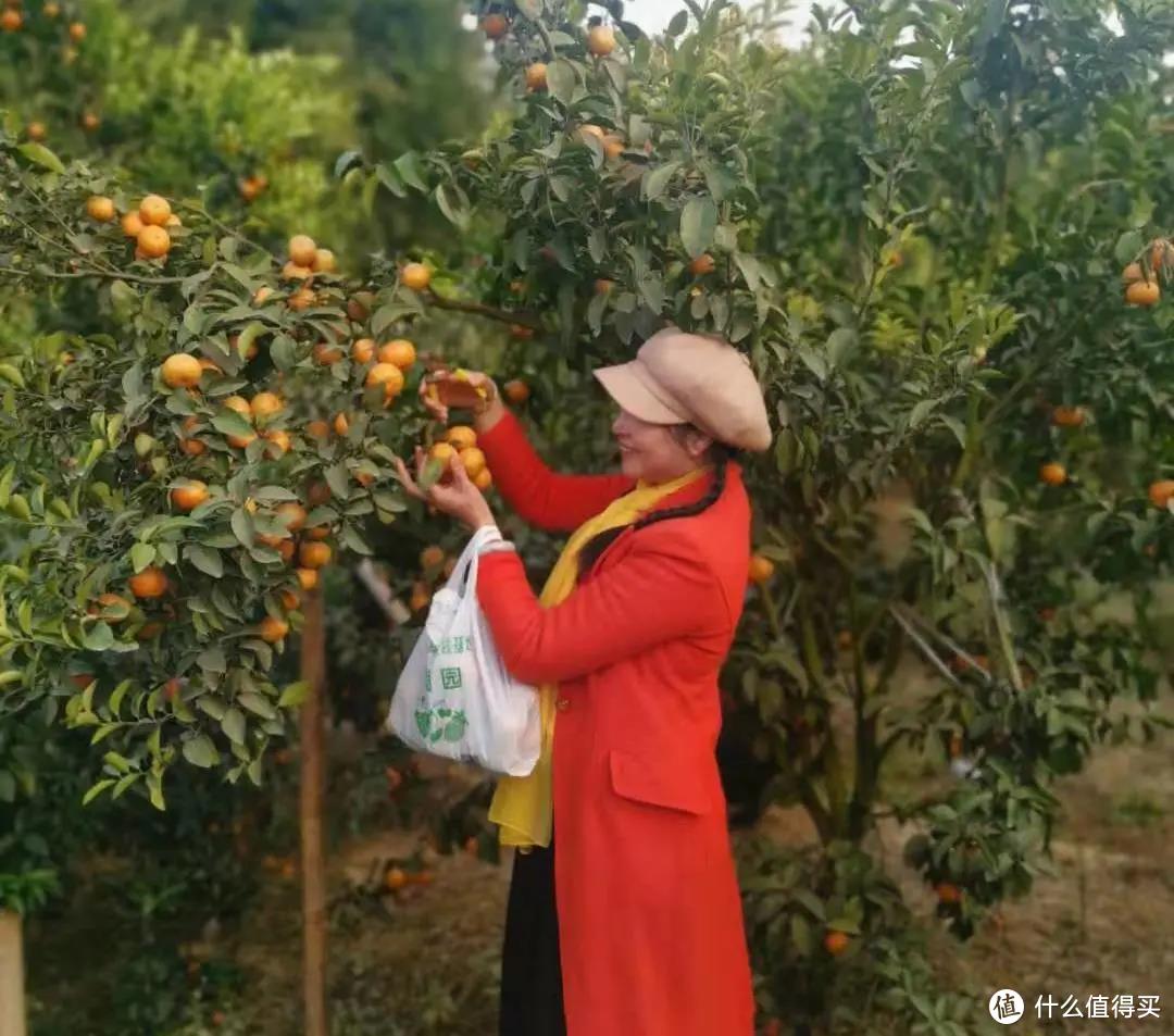 惠州惠陽區這個農家樂可住宿可採摘你去過嗎大灣網推送