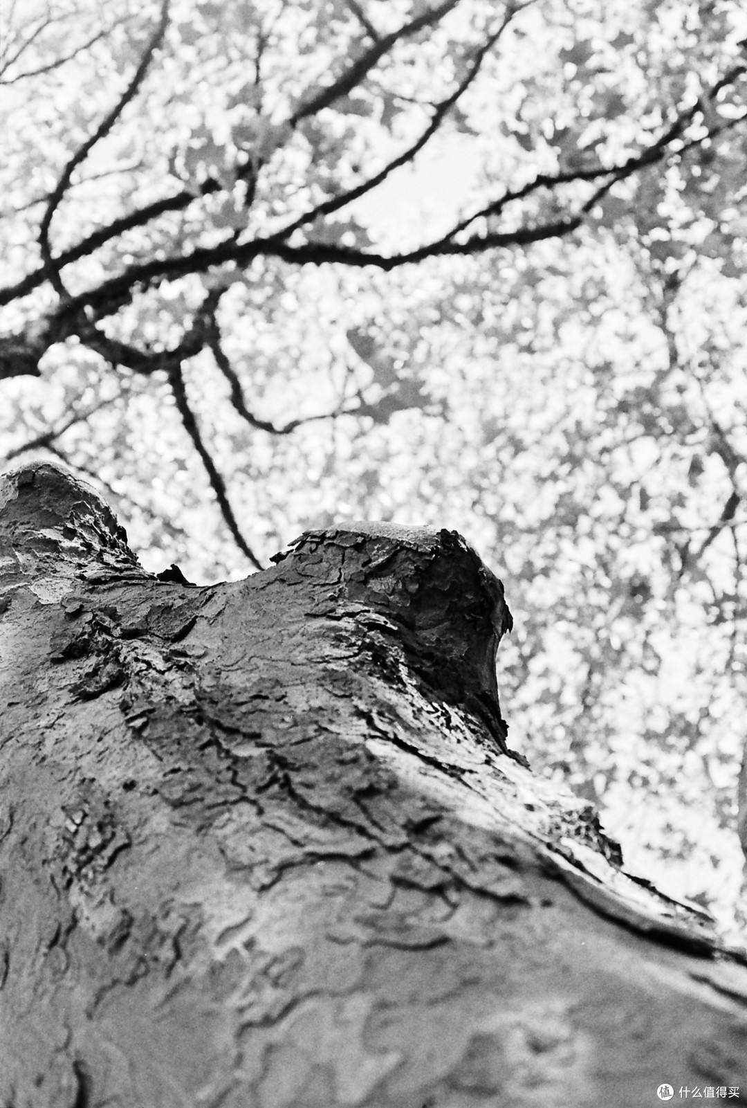螺纹掠影(18):EBC Fujinon Macro 55mm F3.5