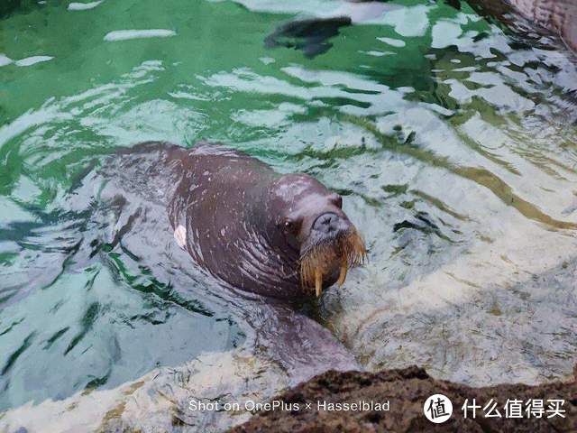 一加9拥有强大哈苏影像，以哈苏色彩记录珠海长隆海洋王国的故事