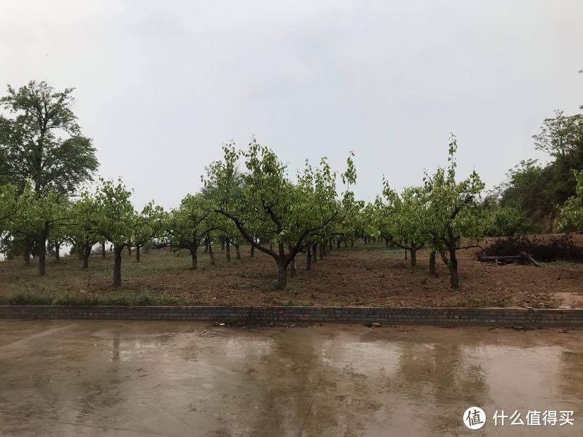 雨水浇灌过的地方绿意盎然