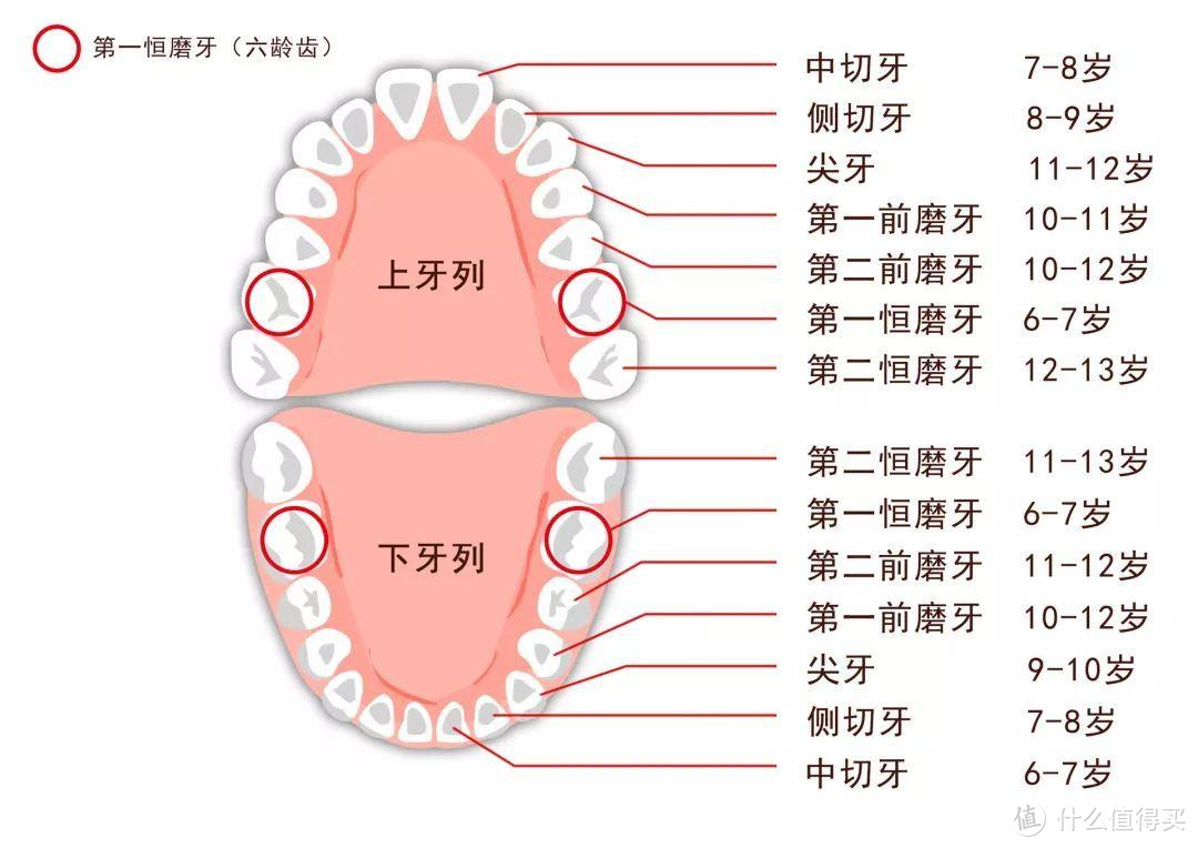 氟和窝沟封闭(乳牙和恒牙都能做),涂氟早在2岁半牙齿长全后就可以进行