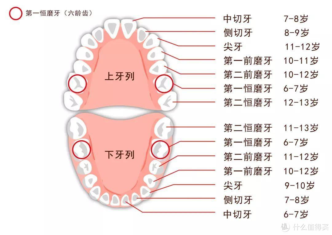 成人牙齿名称大全图解图片