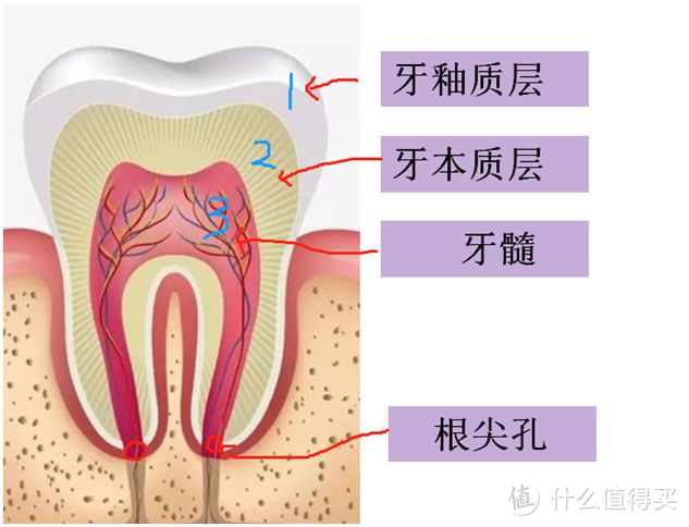 牙科有多贵？根管治疗/正畸/种牙/美白项目全面解析