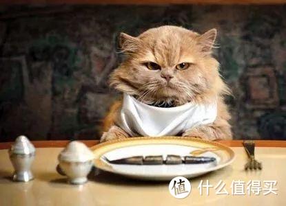 详解猫咪营养膏的功效与作用