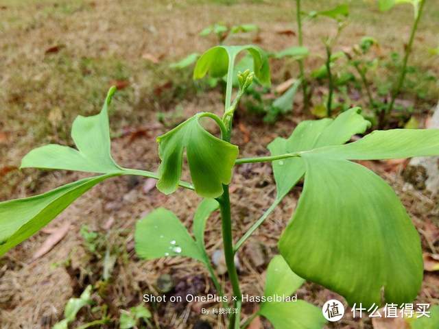 一加9，给老加油最好的八周年礼物丨附实测数据