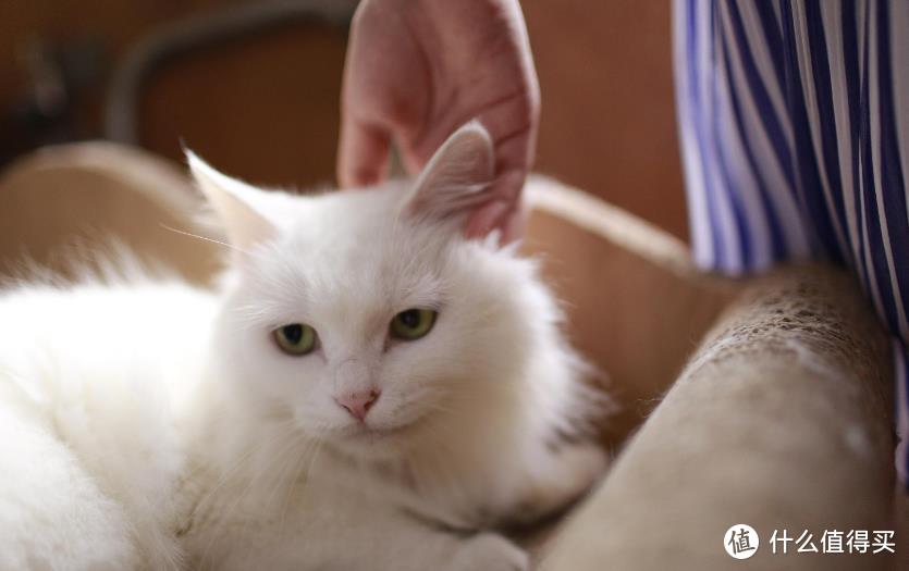 猫咪化毛膏吃多了会有副作用吗？什么牌子的好？