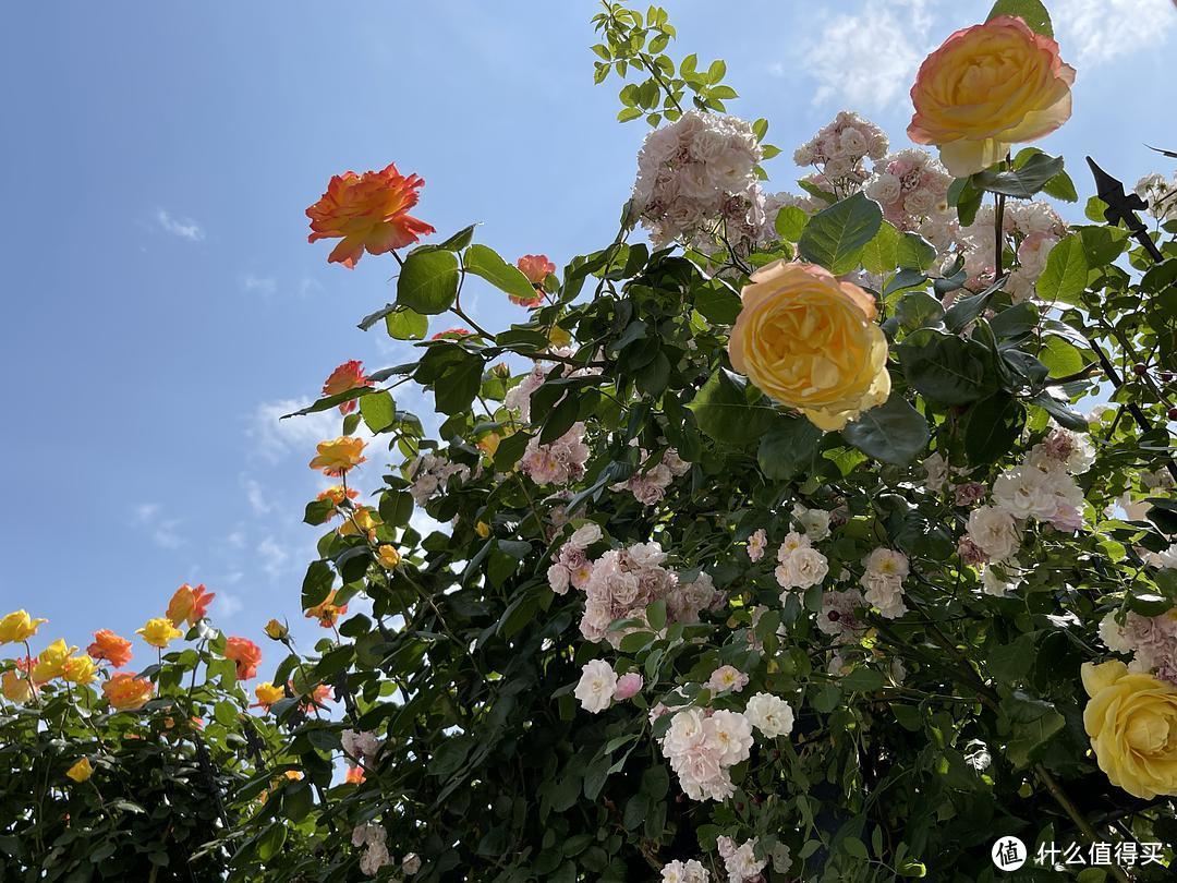 为什么街边绿化带的月季没人管都疯狂开花，家养的月季动不动就死还不开花？