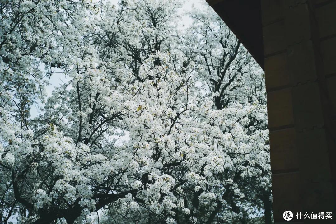 黄河岸，梨花胜雪（中卫赏花攻略）