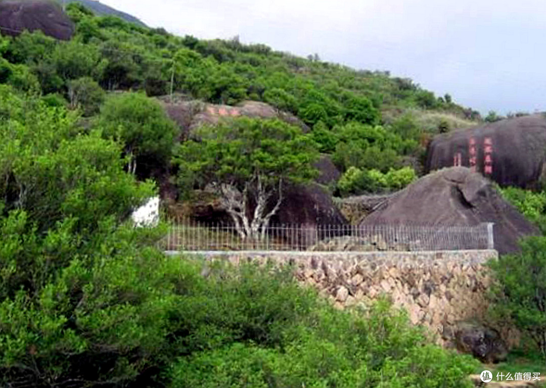 假货还是真香 几百元一斤的凤凰单枞 宋种 你也敢买 茶类 什么值得买