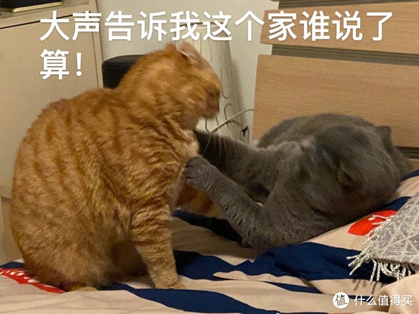 晒猫和交流~养猫必备技能：选猫砂