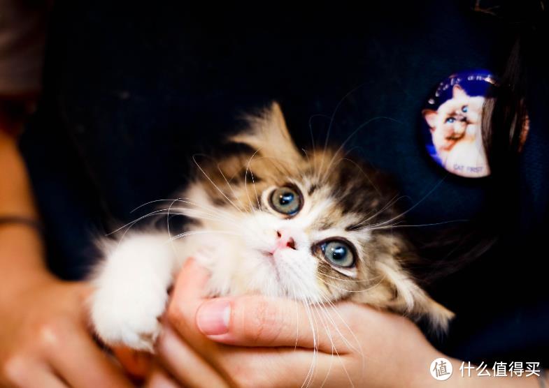 养小奶猫太治愈啦！幼猫猫粮推荐在这里！